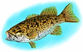Smallmouth Bass,Illustration