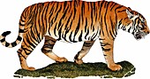 South China Tiger,Illustration