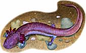 Tennessee Cave Salamander,Illustration