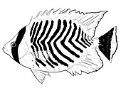 Chevron Butterflyfish,Illustration