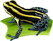 Reticulated Poison Frog,Illustration