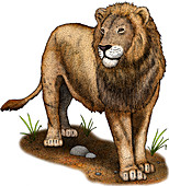 American Lion (Extinct),Illustration