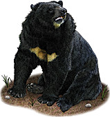 Asian Black Bear,Illustration