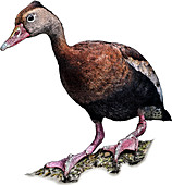 Whistling Duck,Illustration