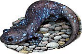 Blue-spotted Salamander,Illustration