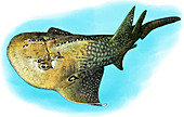 Bowmouth Guitarfish,Illustration