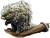 Brazilian Porcupine,Illustration