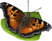 Tortoiseshell Butterfly,Illustration