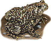 Canadian Toad,Illustration