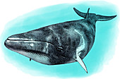 Common Minke Whale,Illustration