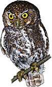 Elf Owl,Illustration