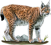 Eurasian Lynx,Illustration