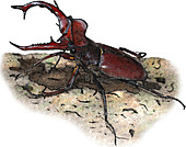 Giant Stag Beetle,Illustration