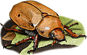 Grapevine Beetle,Illustration