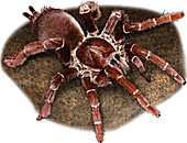 King Baboon Spider,Illustration