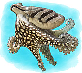 Striped Octopus,Illustration