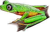 Lemur Leaf Frog,Illustration