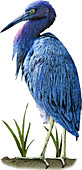 Little Blue Heron,Illustration