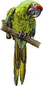 Military Macaw,Illustration