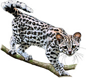 Oncilla,Leopardus tigrinus,Illustration