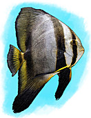 Orbicular Batfish,Illustration