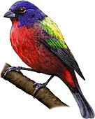 Painted Bunting,Illustration