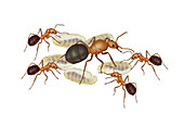 Red and Black Ants,Illustration