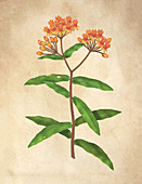 Butterfly Weed,Illustration