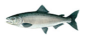 Chinook Salmon,Illustration