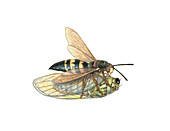 Cicada Killer Wasp,Illustration