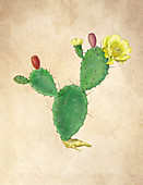 Prickly Pear Cactus,Illustration