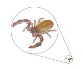 Pseudoscorpion,Illustration