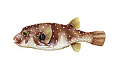 White-spotted Puffer,Illustration
