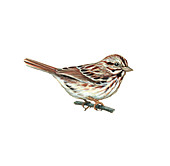 Song Sparrow,Illustration