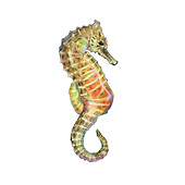 Seahorse (Hippocampus),Illustration
