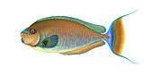 Bignose Unicornfish,Illustration