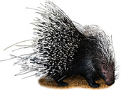 African Crested Porcupine,Illustration