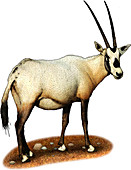 Arabian Oryx,Illustration