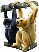 Black Crested Gibbons,Illustration