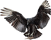 Black Vulture,Illustration