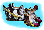 Flamboyant Cuttlefish,Illustration