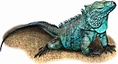 Grand Cayman Blue Iguana,Illustration