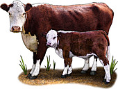 Hereford Cow,Illustration