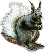 Kaibab Squirrel,Illustration