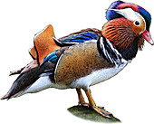 Mandarin Duck,Illustration