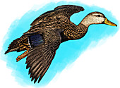 Mottled Duck,Illustration