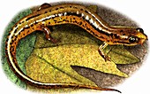 Patch Nosed Salamander,Illustration