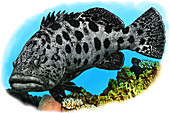 Potato Cod,Illustration