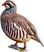 Red Legged Partridge,Illustration