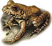 River Frog,Illustration